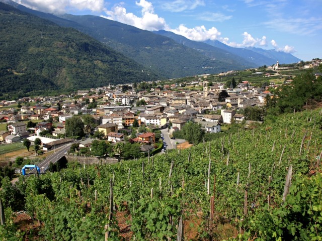 36° Grappolo d'Oro di Chiuro