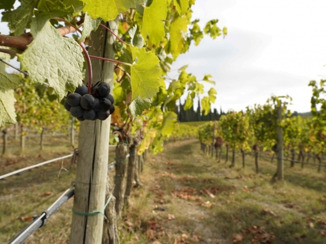 Emozioni Chianti Classico “La Storia”, sabato 18 ottobre torna l’esperienza di gusto della EcoMaratona del Chianti Classico