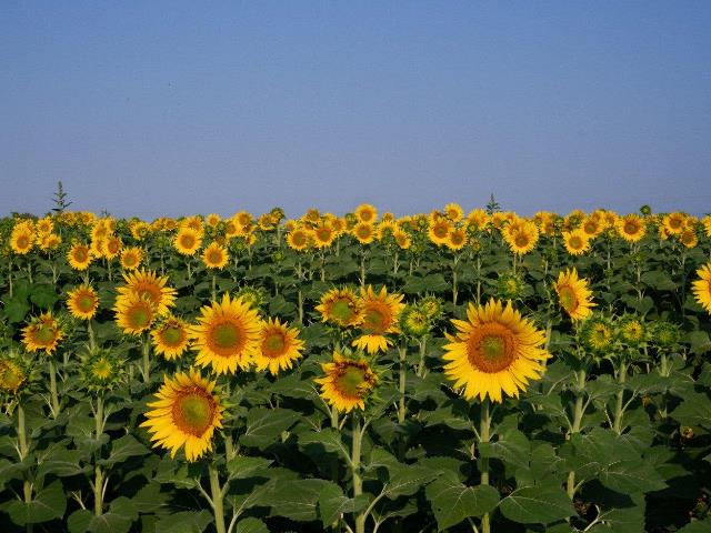 Di corsa tra i girasoli al tramonto:  ecco la magia della Falcata di Villorba
